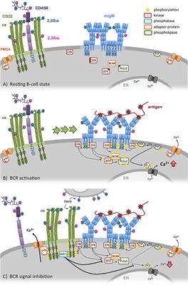 B Cell Siglecs–News on Signaling and Its Interplay With Ligand Binding